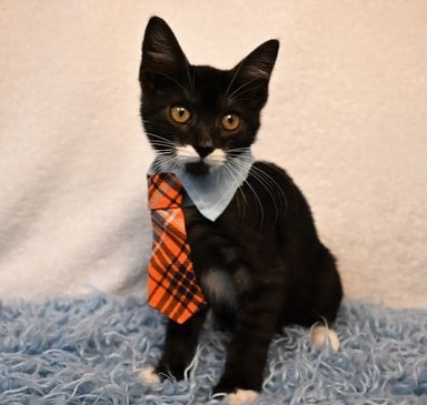 black cat with orange neck tie