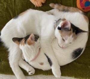 The Beauty of Bonded Cats – Rock N Rescue – Pet Adoption Rescue Service