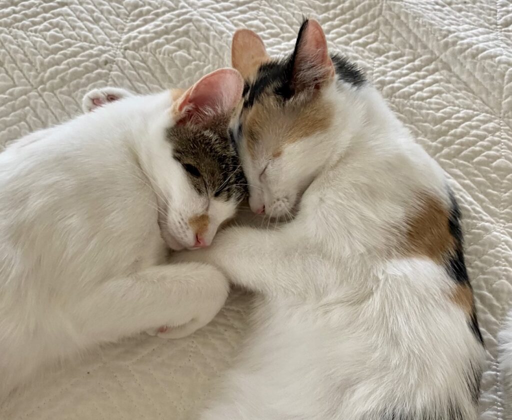 2 white cats head to head sleeping