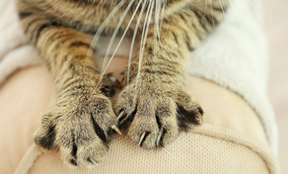 Kitten paws with claws