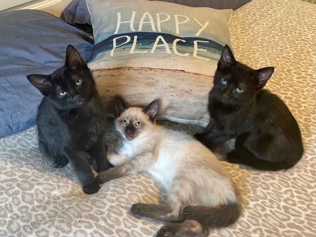Three kittens on bed