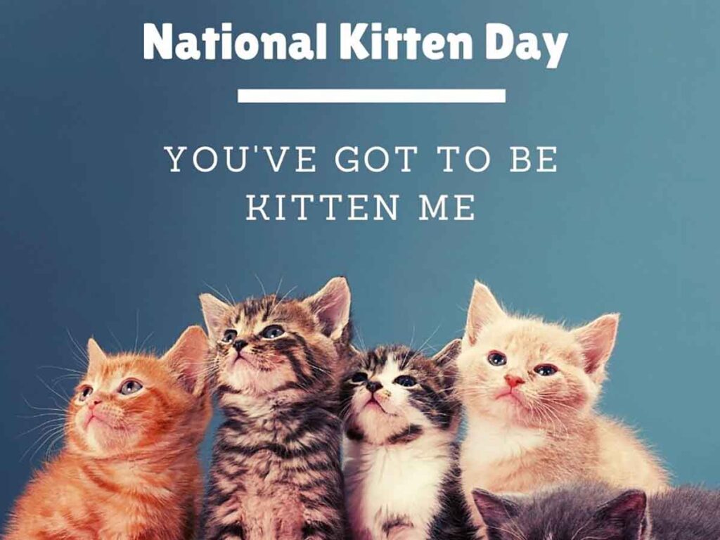 July 10 is National Kitten Day! Rock N Rescue Pet Adoption Rescue