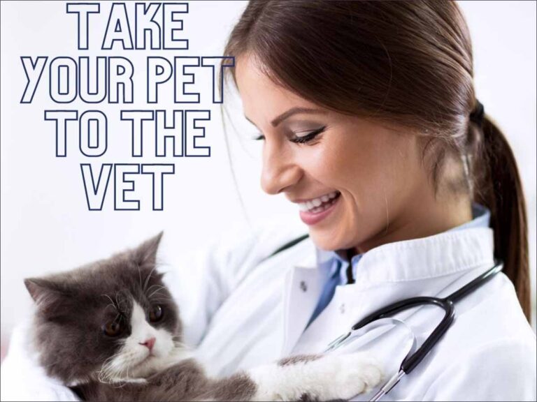 Take Your Pet to the Vet Day!