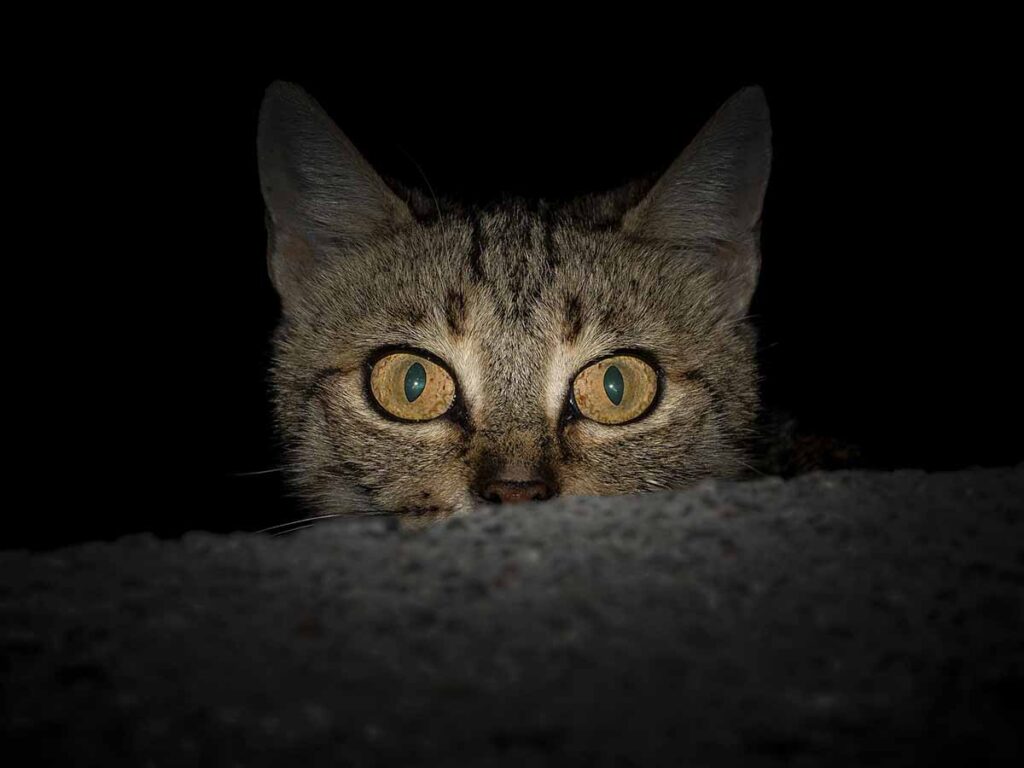 Frightened Kitten
