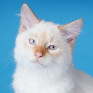 White cat against blue background