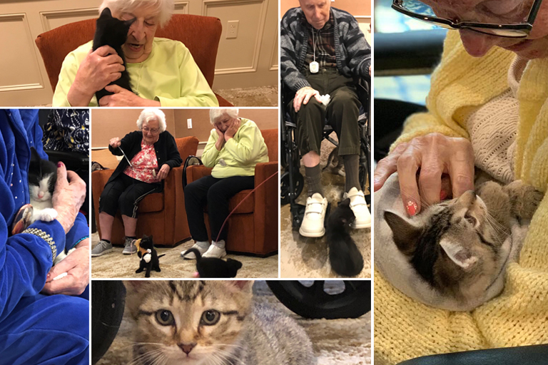 Montage of cats with senior citizens