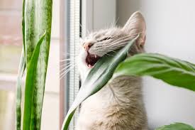 Kitten chewing green leaf